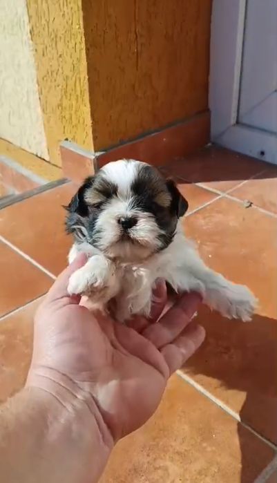 Shih tzu      t a l i e      m i c a