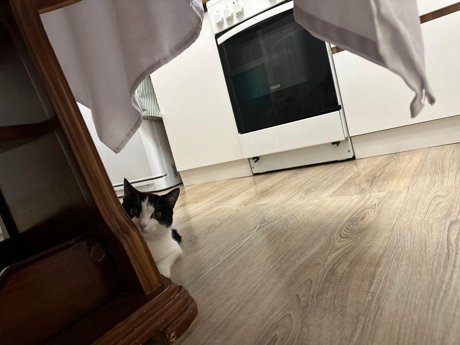 Отдам котика Пашу