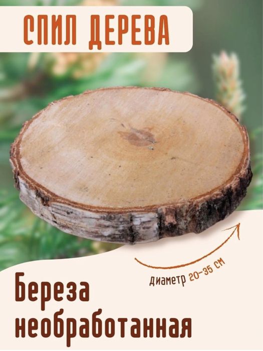 Спил (срез) дерева, Береза/Липа