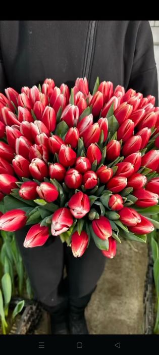 Тьюльпаны оптом с теплицы