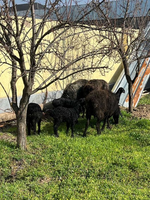 3 қозылы қой, бағасы 1 басқа алғанда