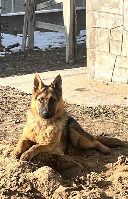 Немецкая овчарка 9 месяцев