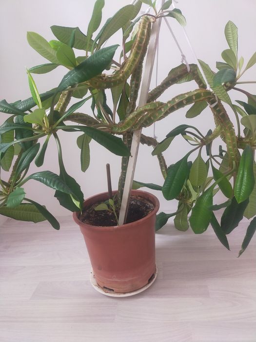 цветы в горшках 3