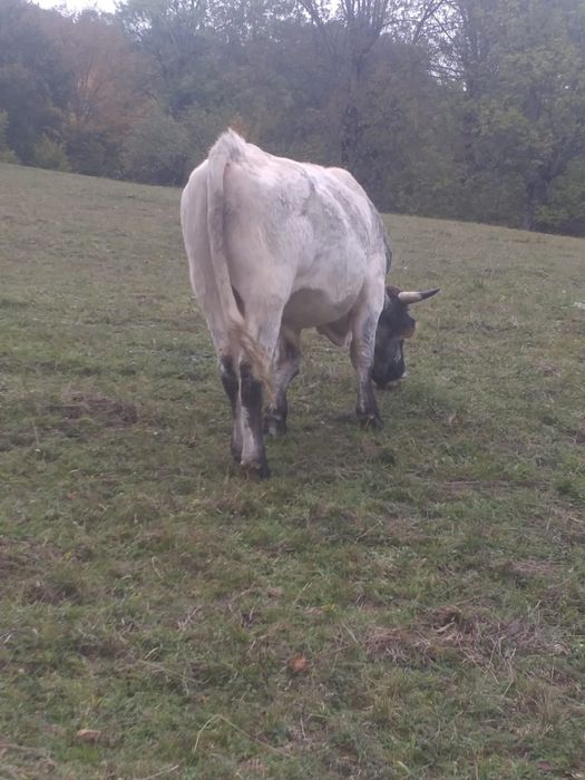 Vând taur belgian