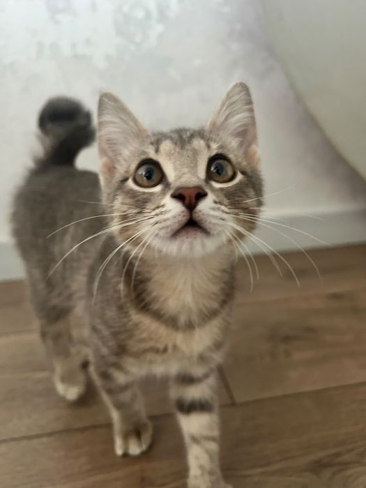 Отдам котенка бесплатно
