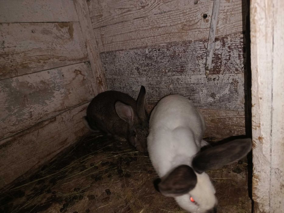 Продавам зайци на 2 и 3 месеца