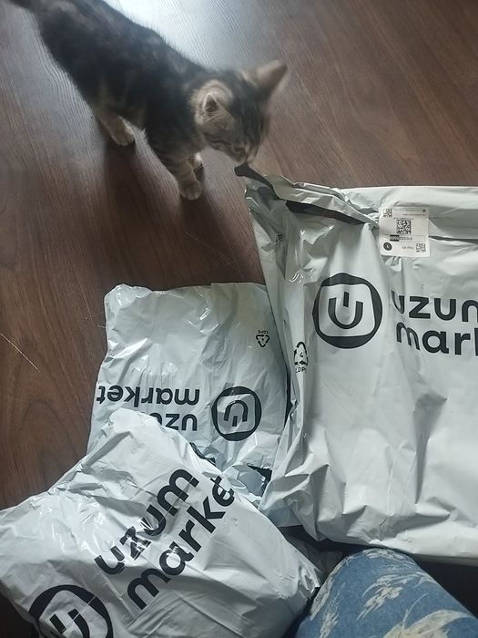 Катёнок днвочка .