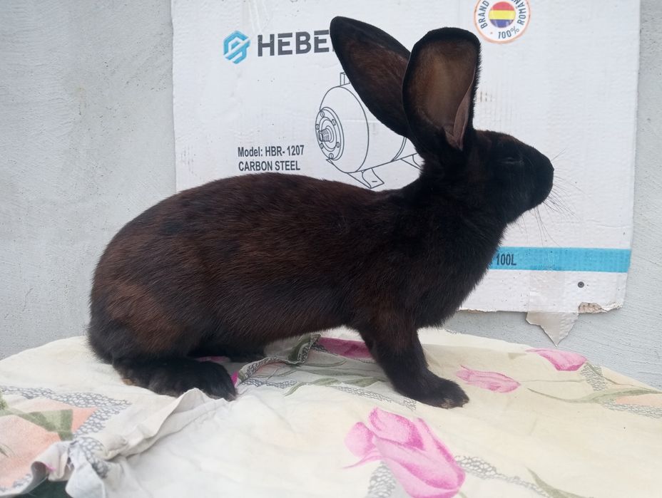 Masculi și femele Fluture Janet!