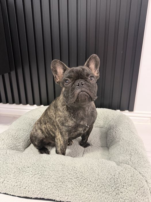 Bulldog francez tigrat Pedigree