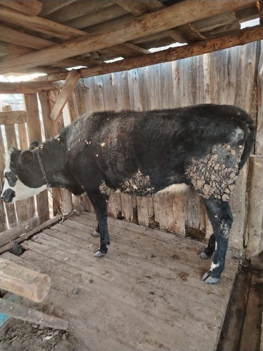 Құнажын сыйыр сатылады.  Карова