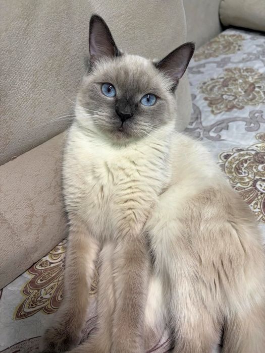 Потерялась кошка Алматы