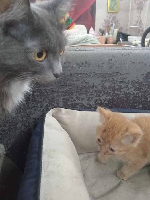 Котята рыжие в хорошие руки