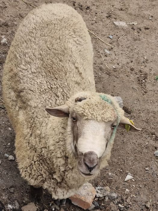 Продам барана Гемшер