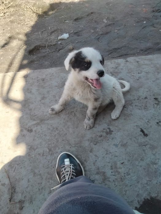 Отдам щенка в добрые руки