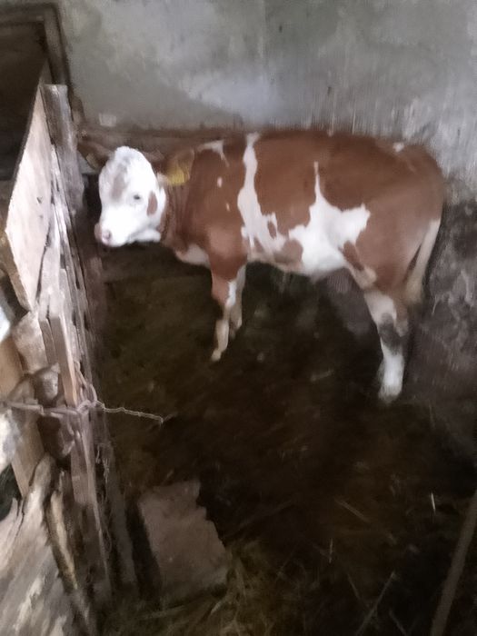 Vand vițel bălțat