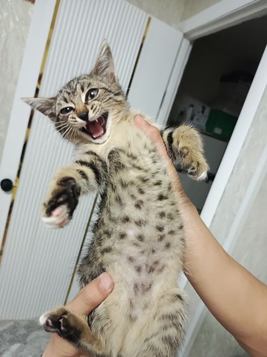 Котёнок-табби окросом