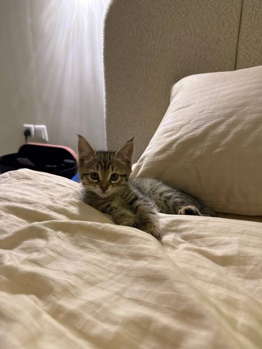 Кошка 2 месячная, отдаётся со всем необходимым