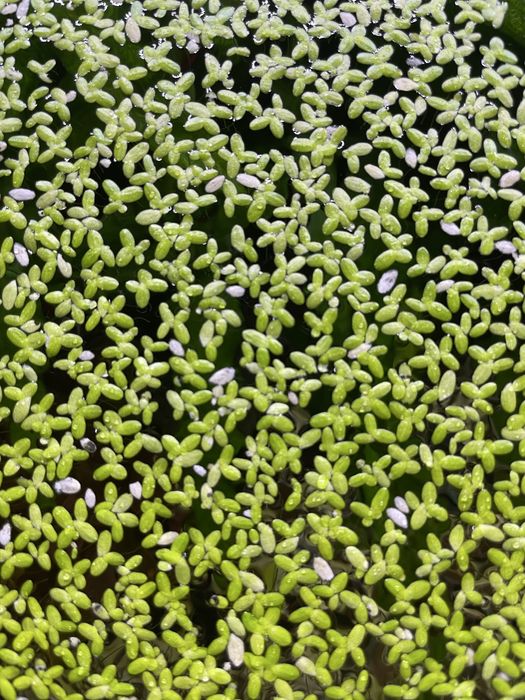 Lemna minor-Lintița