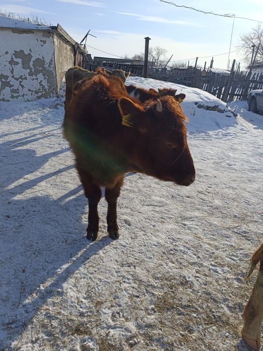 Продам годовалые тёлочки