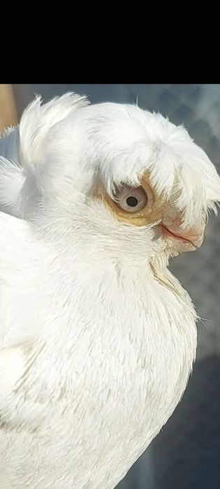 Голуби гульбадам