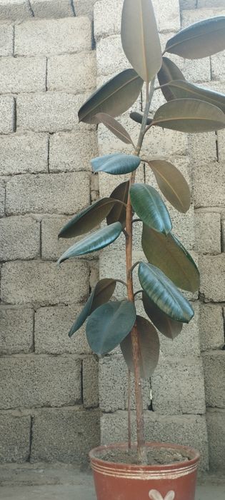 Ofis va uy uchun gullar