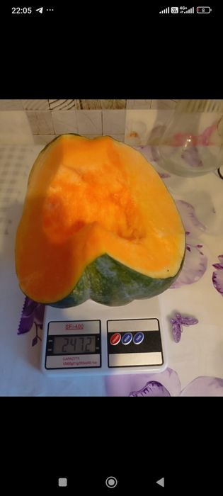 Продам тыкву кжби