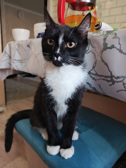 Котёнок девочка .