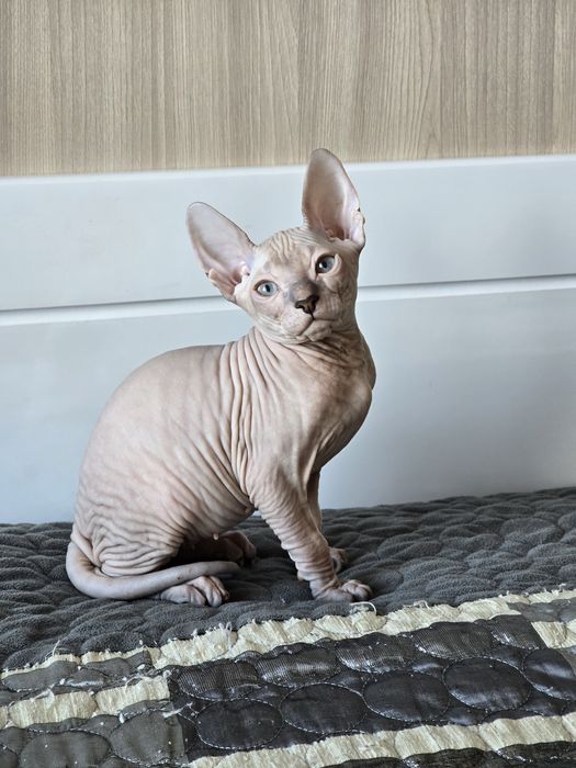 Шикарная кошечка и шикарный котик