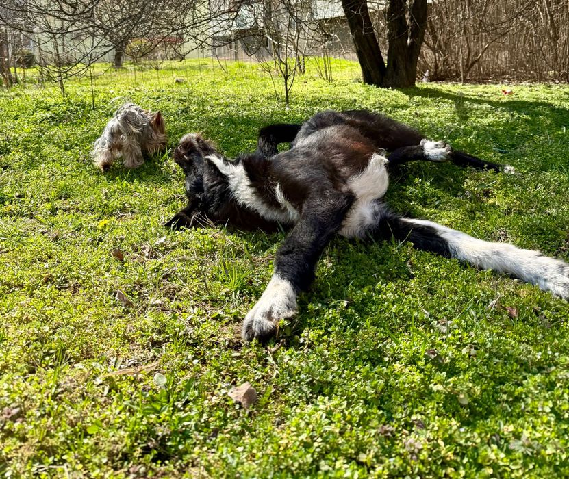 Търсим дом за Блеки