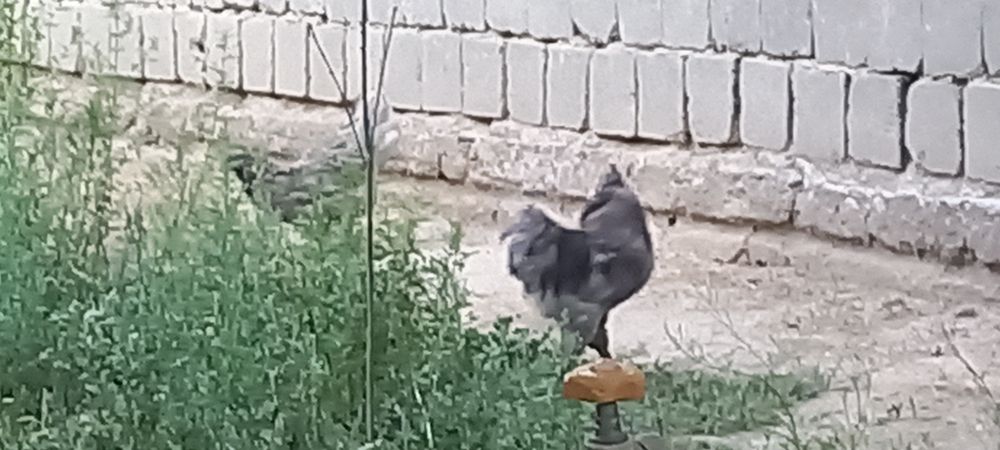 Тухум сотилади АМЕРИКАНО парода