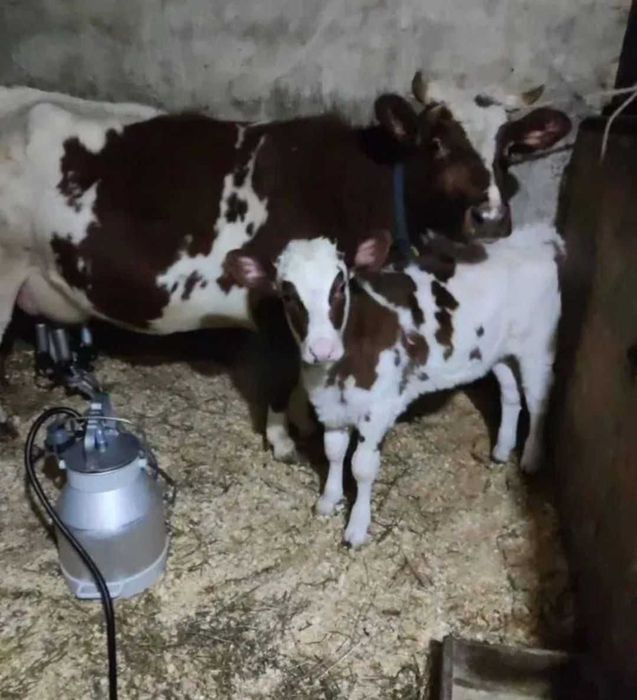 Корова сиыр сауу бұзаумен••••\