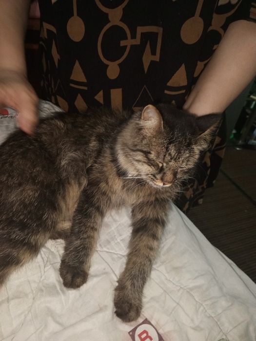Продается котята и мама сибирская