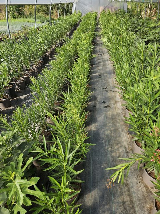 Leandru, culori bătute!