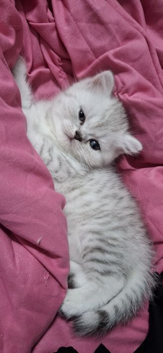 Продается скотиш страйт.
