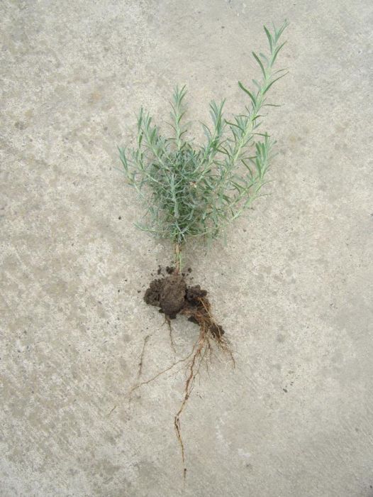 Butasi de lavanda si tufe