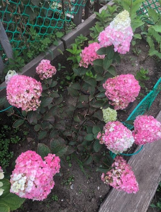 Красивые цветы для вашего сада