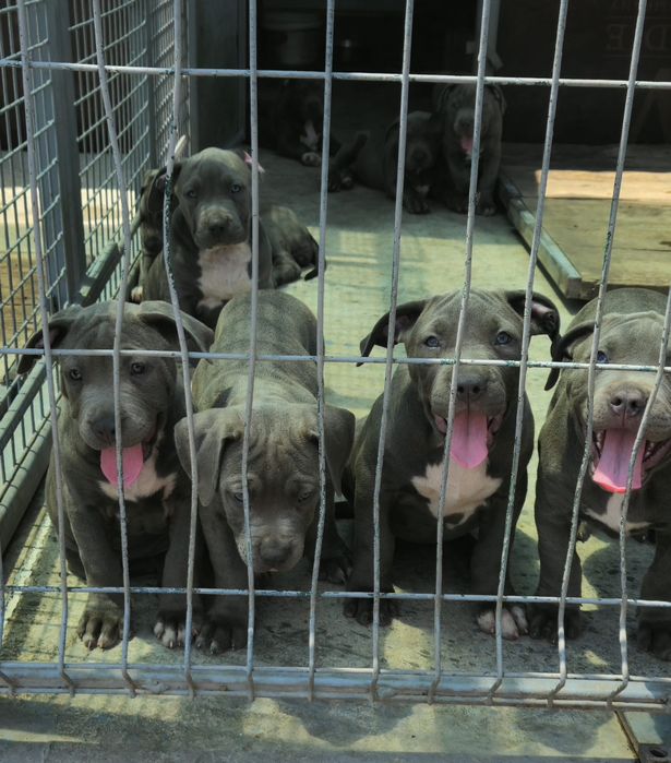 ТОП Американско були хл American bully xl ABKC