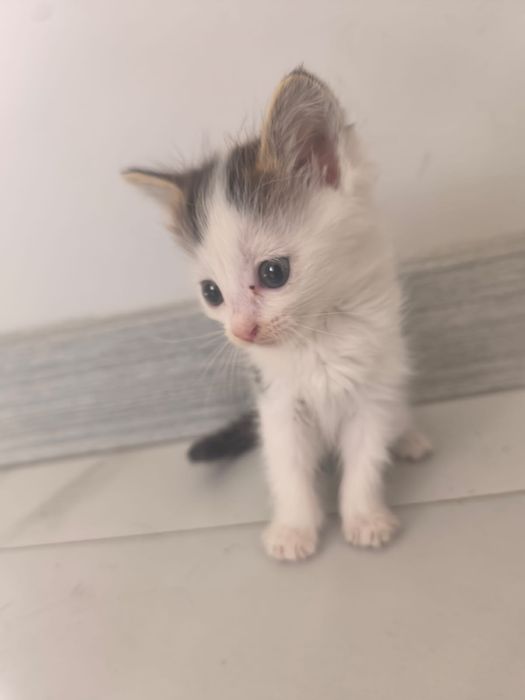Котятки в добрые руки