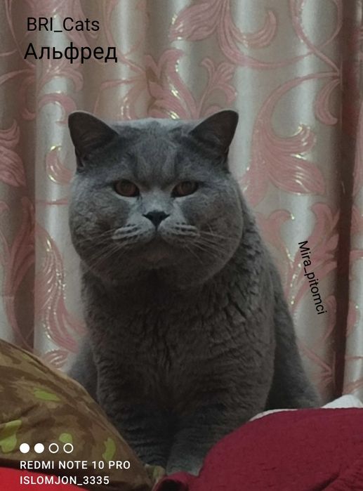 «Вязка» Британец голубого окраса!