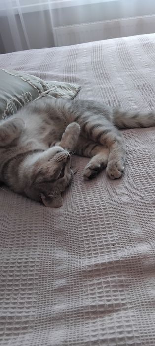 Кот, ласковый, к лотку приучен