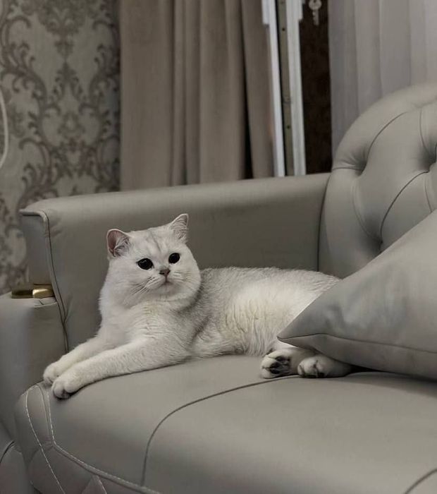 Вязка!!! Чистокровный шиншилла серебро