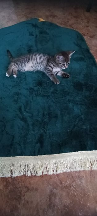 Отдам котёнка срочно