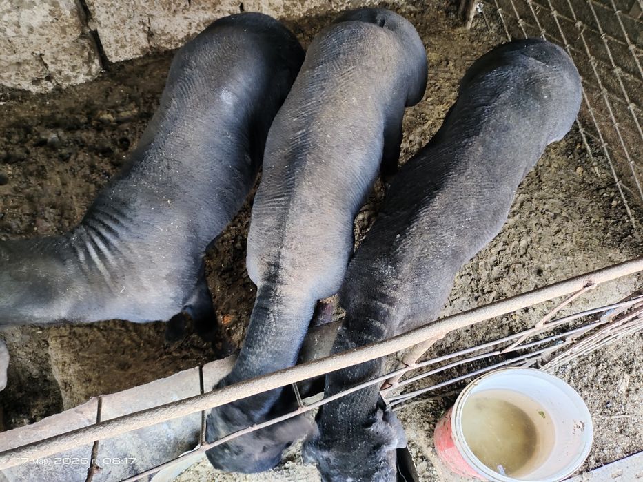 Куйлар супер нархда.