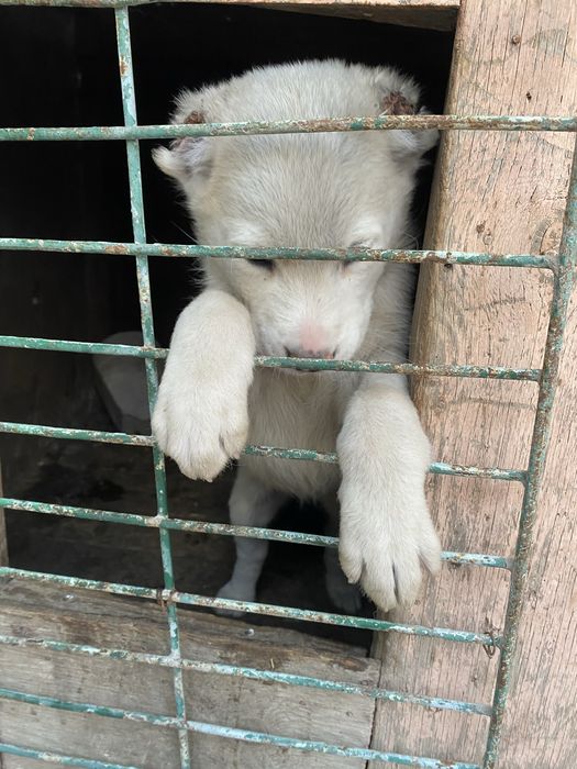 Продается щенок алабай