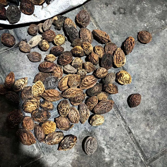 Донак. Шафтолини донакги бор. Срочно сотилади!