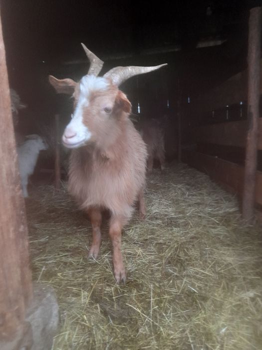 De vânzare țap castrat.