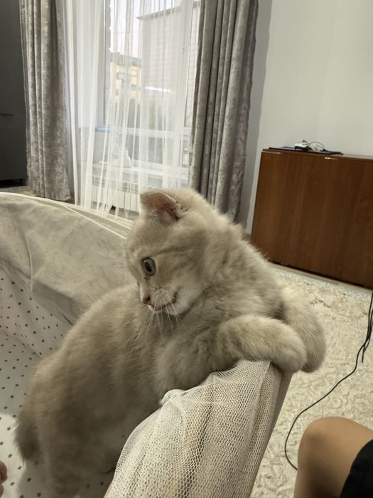 Продам вислоухого котенка