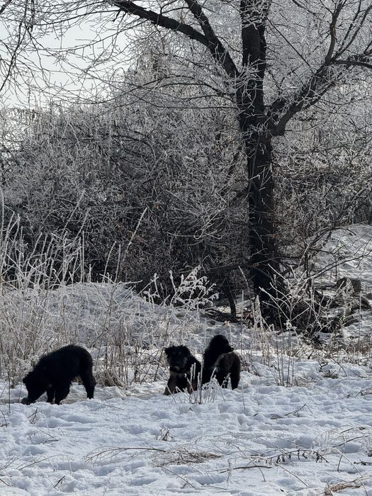 Помогите пристоит щенков отдается бесплатно