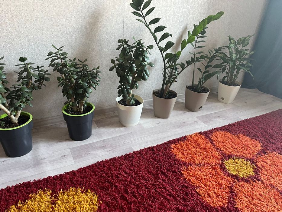 Комнатные цветы срочно продам