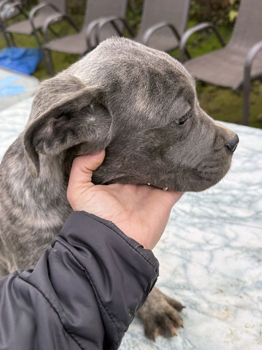 Страхотен подарък за Коледа тигровото момченце